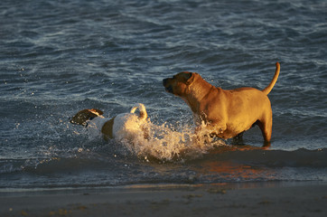 American Staffordshire terrier and Mongrell dog, Podenco, Jack Russel terrier running on a beach