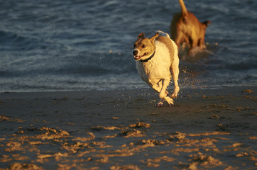 Mongrell dog, Podenco, Jack Russel terrier running on a beach