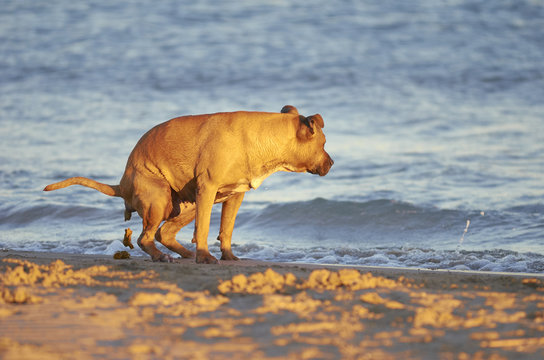 American Staffordshire terrier dog pooing on a beach