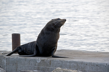 Fototapeta premium Australijskie foki