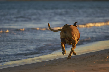 American Staffordshire terrier dog running on the beach at sunset
