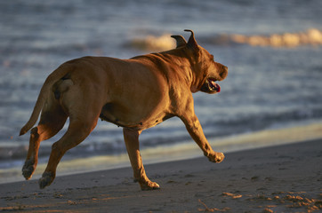 American Staffordshire terrier dog running on the beach at sunset