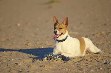 Mongrell dog, Podenco, Jack Russel terrier running on a beach