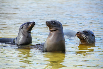 Fototapeta premium Galapagos sea lions playing in water at Gardner Bay, Espanola Island, Galapagos National park, Ecuador