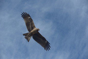鳶