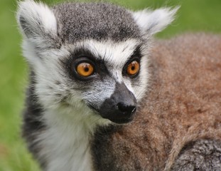 Ring-tailed Lemur (Lemur catta), found only on the African island of Madagascar.
