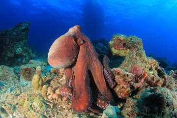 Reef Octopus