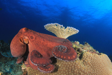 Reef Octopus