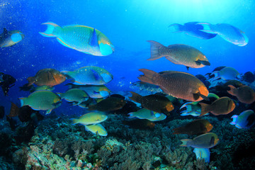 Parrotfish fish school underwater coral reef