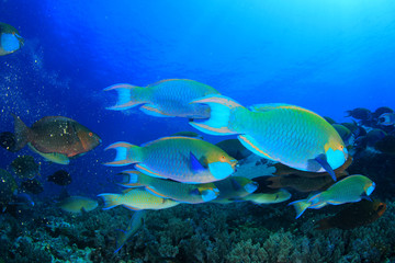 Parrotfish fish school underwater coral reef