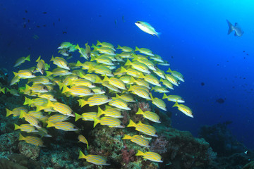 Obraz na płótnie Canvas Fish on underwater coral reef