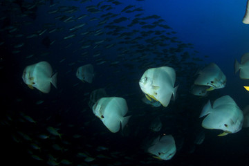 Fish on underwater coral reef