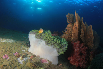 Naklejka na ściany i meble Clownfish anemonefish. Fish on underwater coral reef