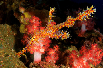 Naklejka na ściany i meble Ornate Ghost Pipefish fish on coral reef