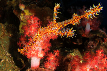Fototapeta na wymiar Ornate Ghost Pipefish fish on coral reef