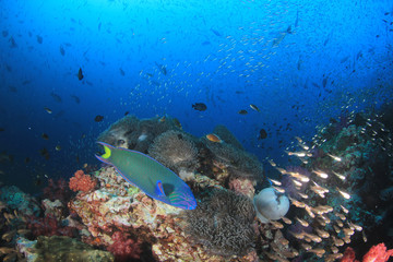 Obraz na płótnie Canvas Fish on coral reef underwater