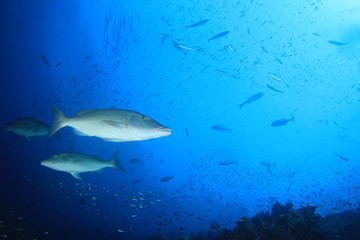 Fish on coral reef underwater