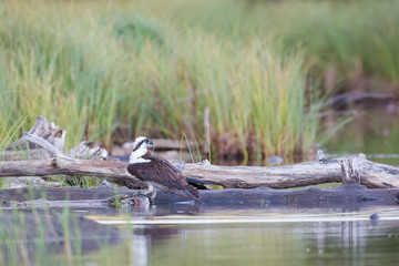 Osprey and Trout