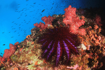 Crown-of-thorns Starfish eating coral