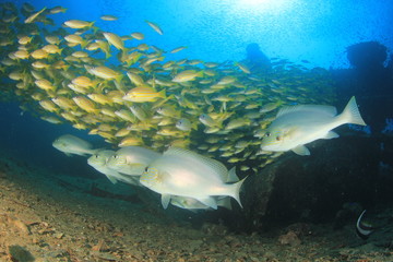 Fototapeta premium Fish on coral reef underwater