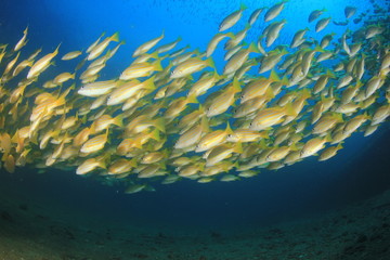 Naklejka na ściany i meble Fish on coral reef underwater