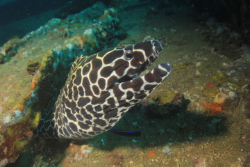 Honeycomb Moray Eel