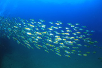 Fototapeta na wymiar Fish school in ocean