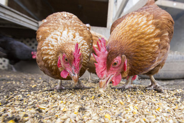 hens wide-angle view