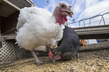 Domestic turkey close up 