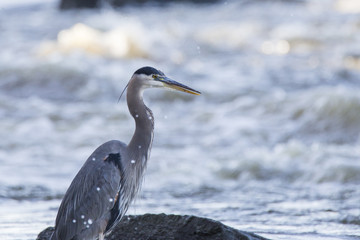 Great grey heron in autumn 