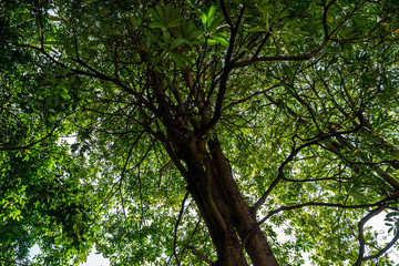 Background of nature
