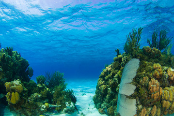Beautiful coral structures that thrive in the warm tropical waters are home to an abundance of marine life. The perfect combination of the surrounding environment make the ecosystem blossom 