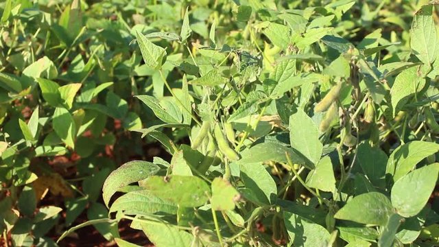 Planta de soja org&acirc;nica Brasil