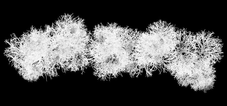 White Reindeer Lichen Spawn Fiber Plexus   -  Filament Wad Cluster
