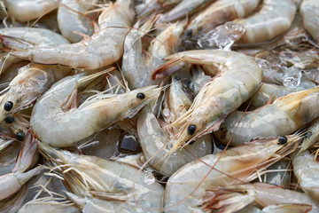 Many shrimps on market