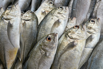 Obraz premium Fresh fishes on market