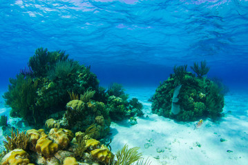 Beautiful coral structures that thrive in the warm tropical waters are home to an abundance of marine life. The perfect combination of the surrounding environment make the ecosystem blossom 