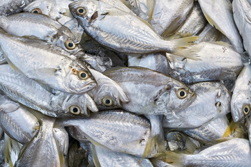 Fresh fishes on market