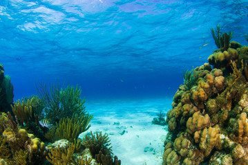 Beautiful coral structures that thrive in the warm tropical waters are home to an abundance of marine life. The perfect combination of the surrounding environment make the ecosystem blossom 