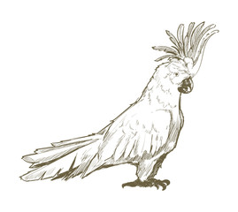 Hand drawn bird isolated on background