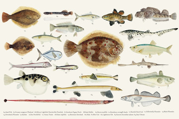 Colored illustration of fish drawing collection
