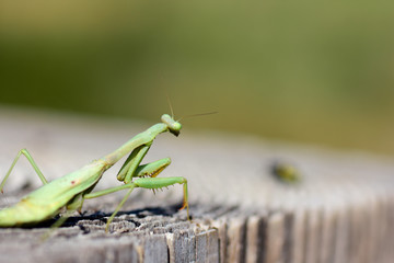 Mantis On The Hunt