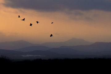 Flight of crows at sunset