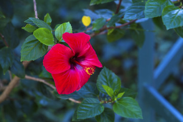 Red hibiscus flower on a green blue background. Rose in the tropical garden