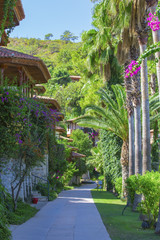 Alley with palm trees and bungalows. Flowers of palm trees and greenery on the street with houses