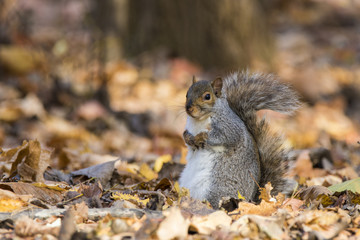 Naklejka na ściany i meble Funny grey squirrel in autumn
