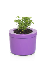 parsley inside a pot