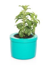 sage in pot