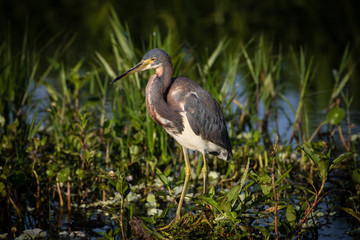 Tri-colored heron hunting for a meal at the edge of the marsh surrounded by flora