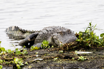 American alligator relaxing at the lake's shore